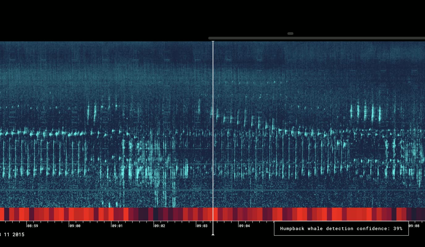 Pattern Radio: Whale Songs